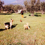 Campo edémico - La baltasara